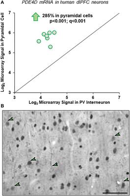 Mapping Phosphodiesterase 4D (PDE4D) in Macaque Dorsolateral Prefrontal Cortex: Postsynaptic Compartmentalization in Layer III Pyramidal Cell Circuits